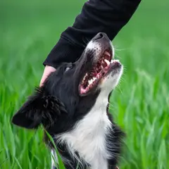 Border Collie - Photo 5