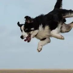 Border Collie - Photo 6