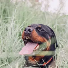 Rottweiler - Foto 3