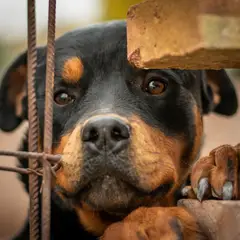 Rottweiler - Foto 4