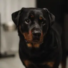 Rottweiler - Foto 5