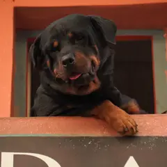 Rottweiler - Foto 6