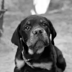 Rottweiler - Foto 7