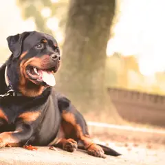 Rottweiler - Foto 8