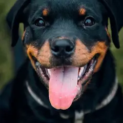 Rottweiler - Foto 9