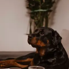 Rottweiler - Foto 10