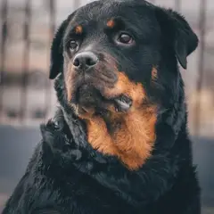 Rottweiler - Foto 11
