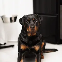 Rottweiler - Foto 12