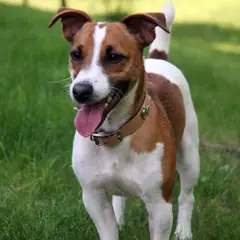 Jack Russell Terrier - Foto 1