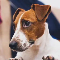 Jack Russell Terrier - Foto 3