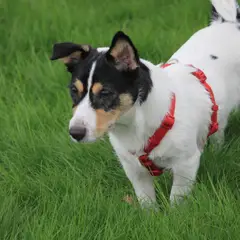 Jack Russell Terrier - Foto 4