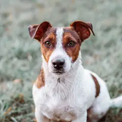 Jack Russell Terrier - Foto 5