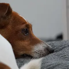 Jack Russell Terrier - Foto 6