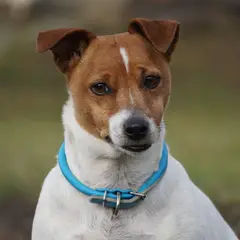 Jack Russell Terrier - Foto 7