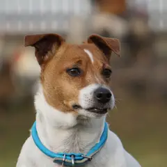 Jack Russell Terrier - Foto 8