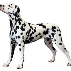 Dalmata - Foto 1