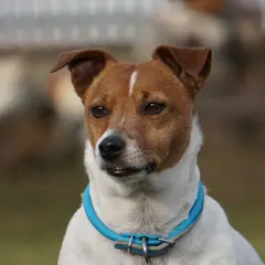 Jack Russell Terrier - Foto 9
