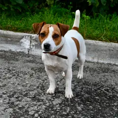 Jack Russell Terrier - Foto 10