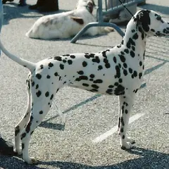 Dalmata - Foto 2