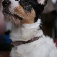 Jack Russell Terrier - Foto 11