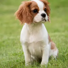 Cavalier King Charles Spaniel - Foto 3