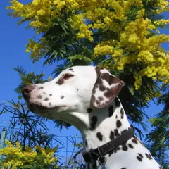 Dalmata - Foto 4