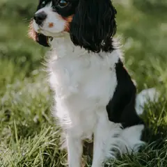 Cavalier King Charles Spaniel - Foto 4