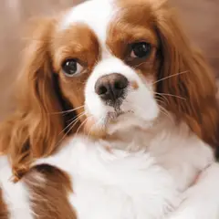 Cavalier King Charles Spaniel - Foto 5