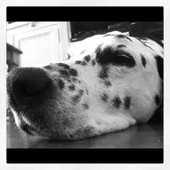 Dalmata - Foto 5