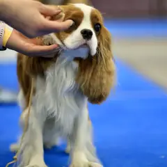 Cavalier King Charles Spaniel - Foto 6