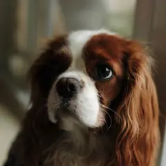 Cavalier King Charles Spaniel - Foto 7