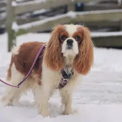 Cavalier King Charles Spaniel - Foto 8