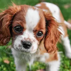 Cavalier King Charles Spaniel - Foto 9