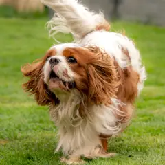Cavalier King Charles Spaniel - Foto 10