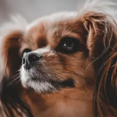 Cavalier King Charles Spaniel - Foto 11