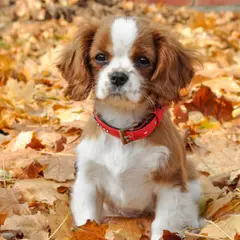Cavalier King Charles Spaniel - Foto 12