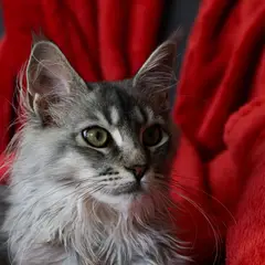 Maine Coon - Foto 2