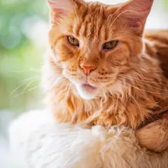 Maine Coon - Foto 4