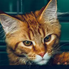 Maine Coon - Foto 5