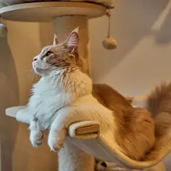 Maine Coon - Foto 6