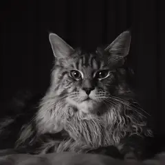 Maine Coon - Foto 7