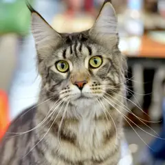 Maine Coon - Foto 8