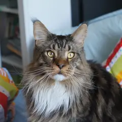 Maine Coon - Foto 9