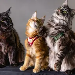 Maine Coon - Foto 10