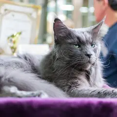 Maine Coon - Foto 11