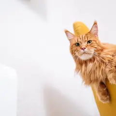 Maine Coon - Foto 12