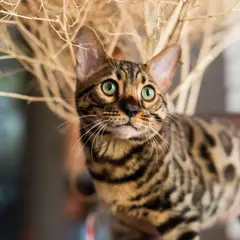 Bengal - Foto 1