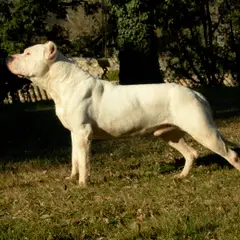 Dogue Argentino - Foto 1