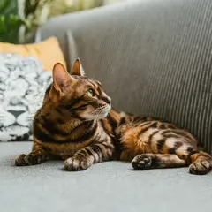 Bengal - Foto 2