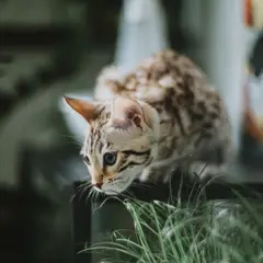 Bengal - Foto 3